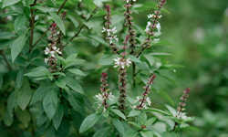 बडीशेप तुळस